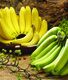 BANANA RIPENING ROOMS AND GREEN BANANA STORAGE