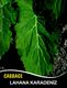 CABBAGE SEED  KARADERE 077