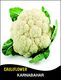 CAULİFLOWER SEED  IGLOO