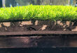 30 mm GRASSKIDS PLAYGROUND ENGLISH GREEN
