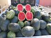 SEEDLESS WATERMELON    AS-SW 69