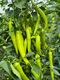 BANANA PEPPER SEEDS AS-SCP 51