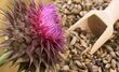 Milk Thistle Seed