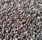 Hemp Seed