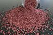 Red Sorghum