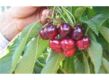 cherry plant