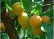 apricot plant