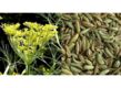 Organic Fennel Seed