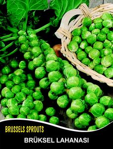 BRUSSEL SPROUT  Seeds DAVLIN