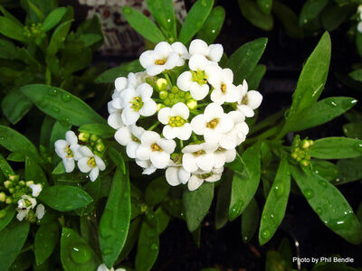 637908977669742192alisyum--kraliyet-halisi-alyssum-aritimum.jpg