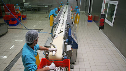 fish processing line