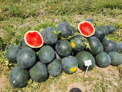 WATERMELON SEED AS-SBW 111