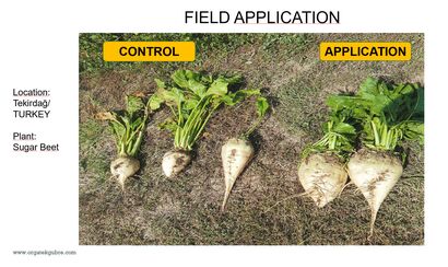 638198531144907426field-application-sugar-beet.jpg