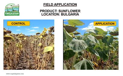 638198543215281455field-application-sunflower.jpg