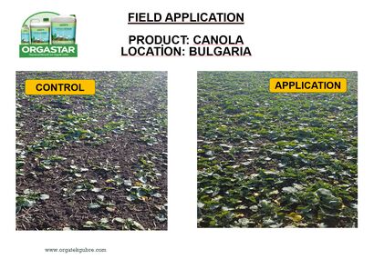 638198543220907032field-application-canola.jpg