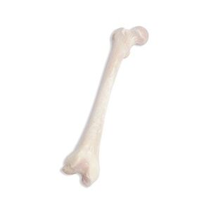 638261312380901700masif-total-femur.jpg