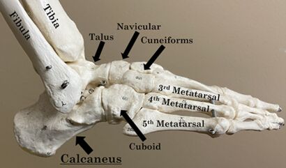 638263933743423624calcaneus.jpg