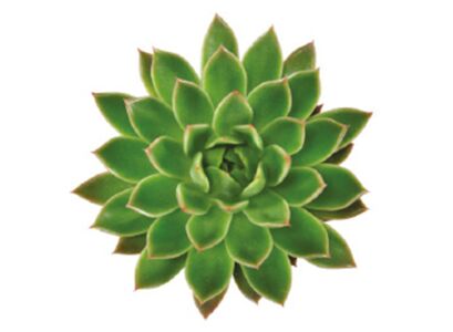 agavoides.jpg