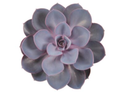 echeveria-indigo-pearl-custom-235x235.jpg