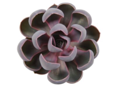 echeveria-pink-spoon-pearl-1-kopie-e1534498017161-230x230.jpg