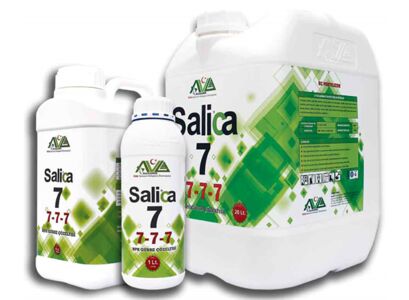 salica-7-uclu.jpg